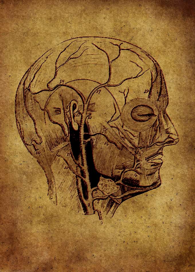 Anatomic 3