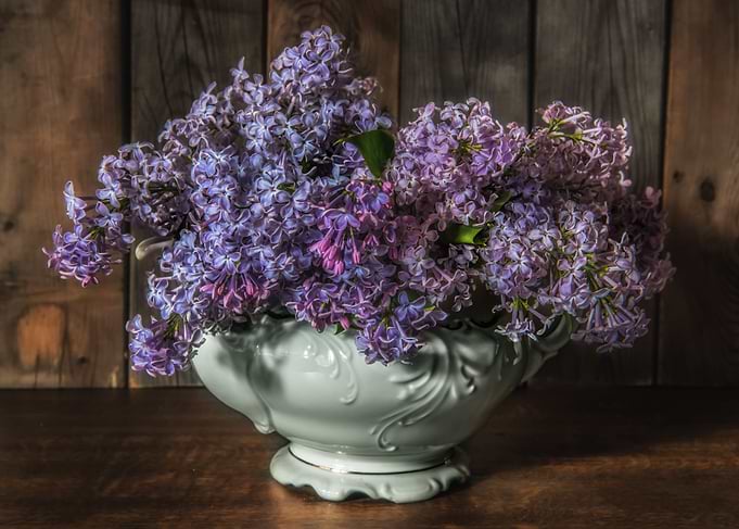Still life with fresh lilacs