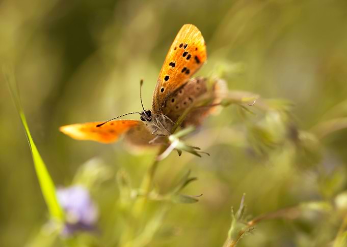 Morning impression with orange butterfly