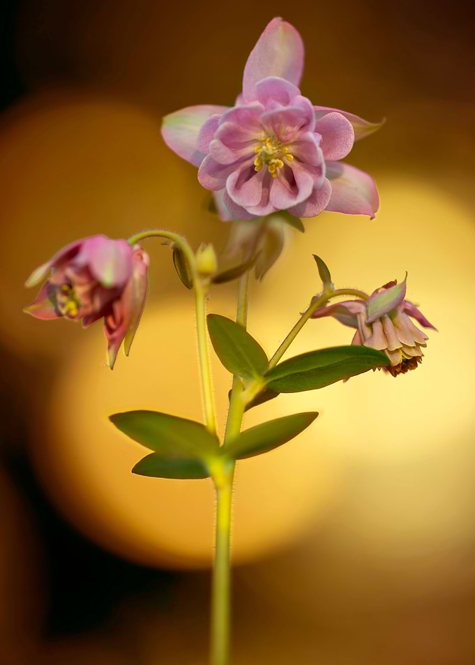 Pastel pink columbine flowers