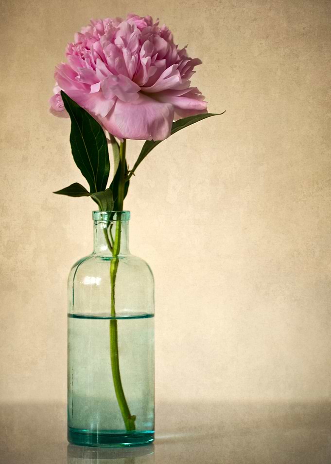 Still life with pink peony in a bottle