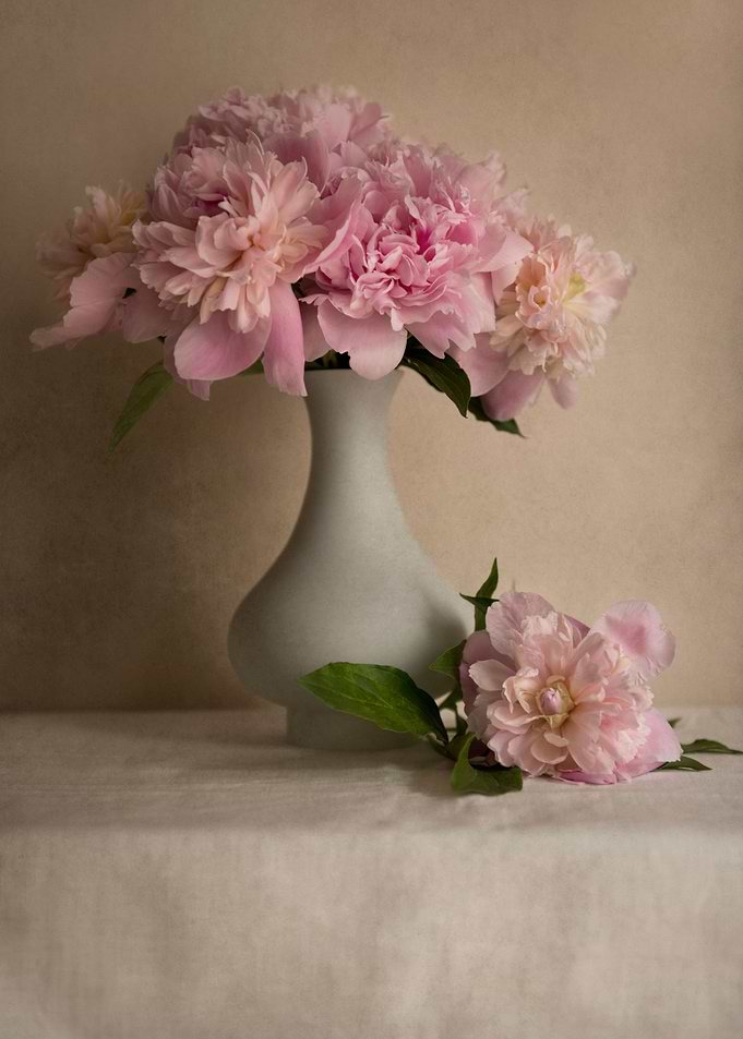 Still life with fresh pink peonies