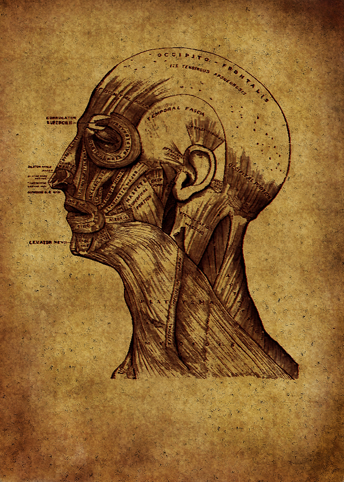 Anatomic 5