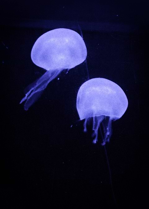 Lilac Jellyfish
