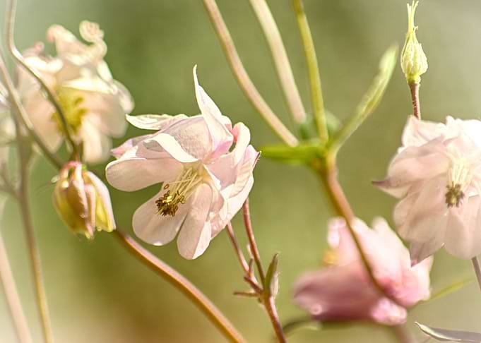Aquilegia forest