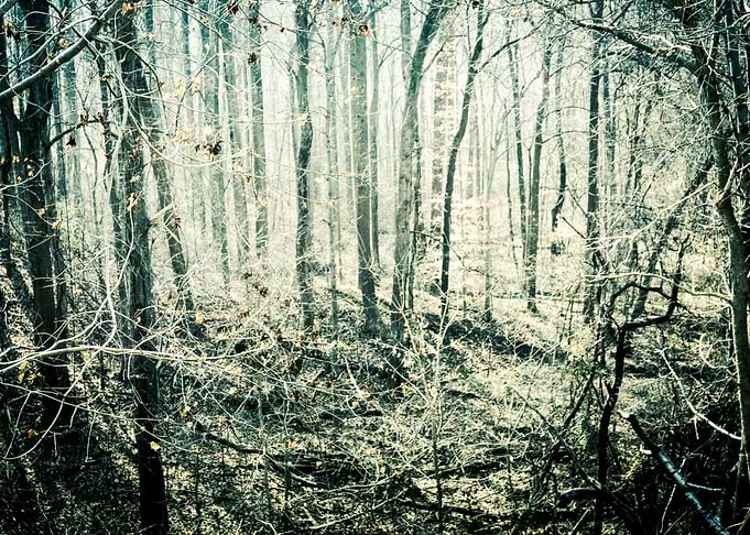 Into the Woods