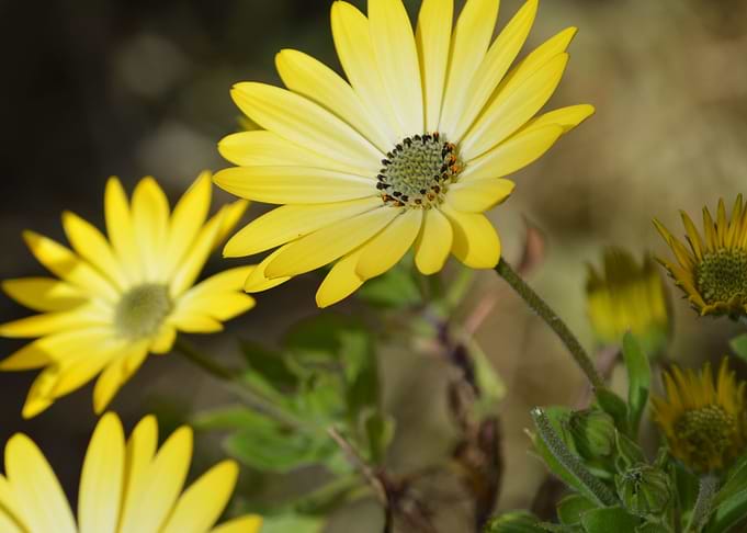 Cape daisies 2