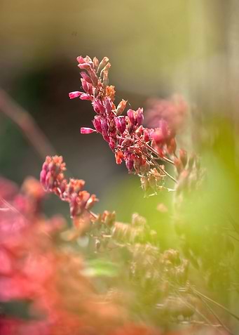 RED SPANGLES no2. Photography. ©2015 Pia Schneider | at ...