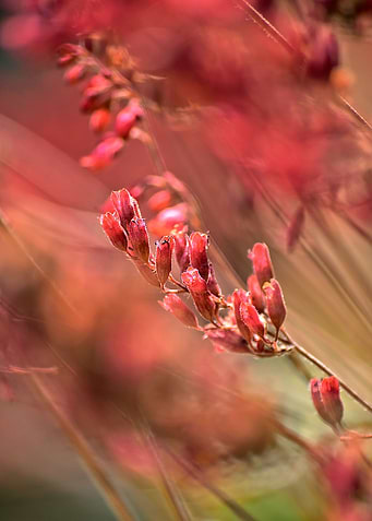 RED SPANGLES no1. Purpurglöckchen. Photography. ©2015 P ...