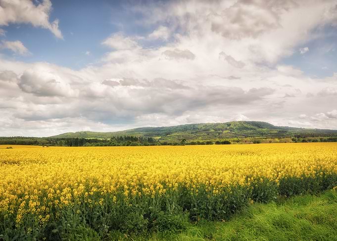 The Golden Land