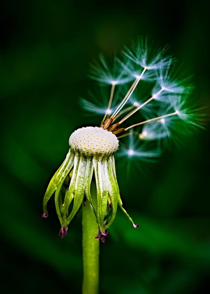 The Green Chief