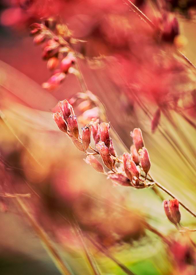 RED SPANGLES no1B.Purpurglöckchen. Photo Art. ©2015 Pia ...