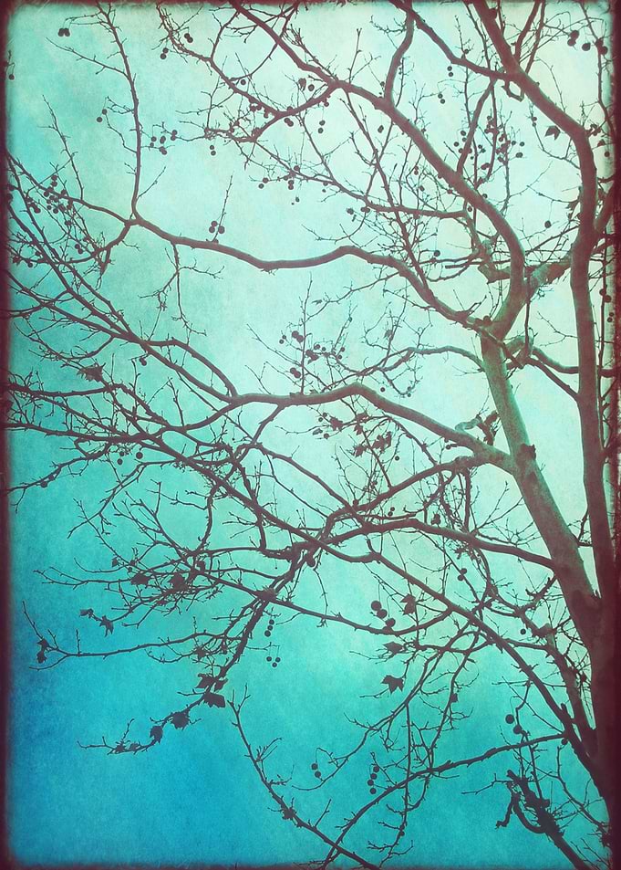 Tree and Dawn