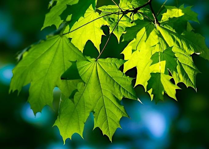 Green Maple Leaves