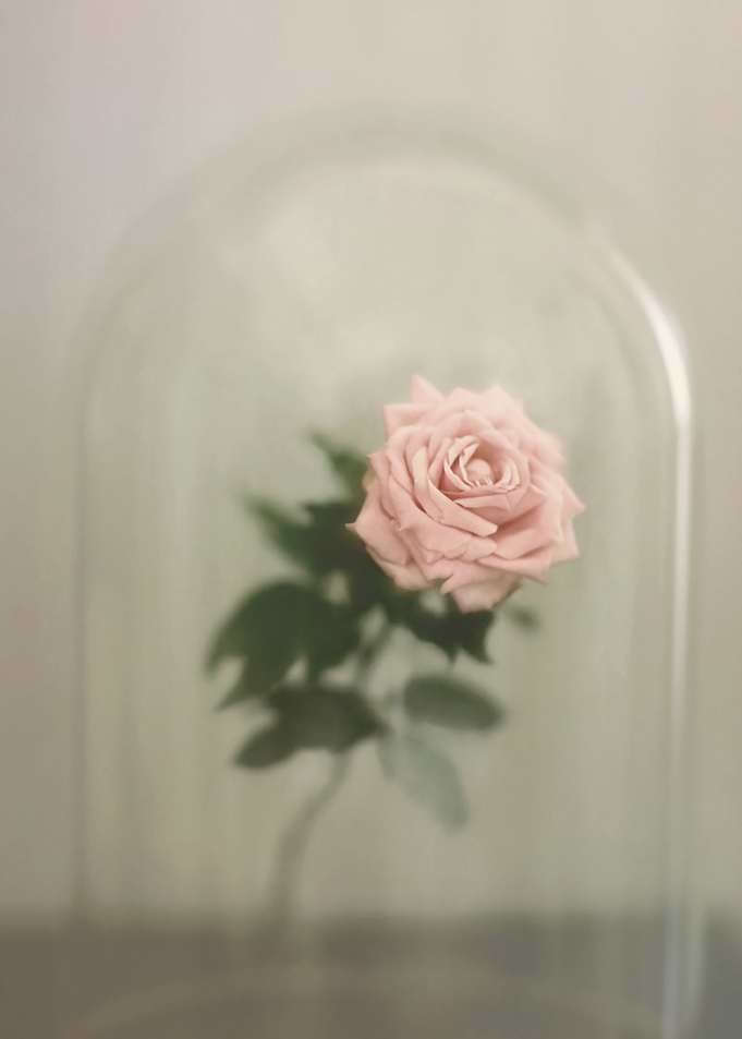 The Last Rose