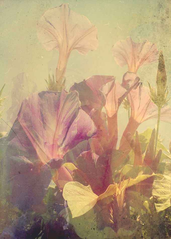 Wild Summer Flowers