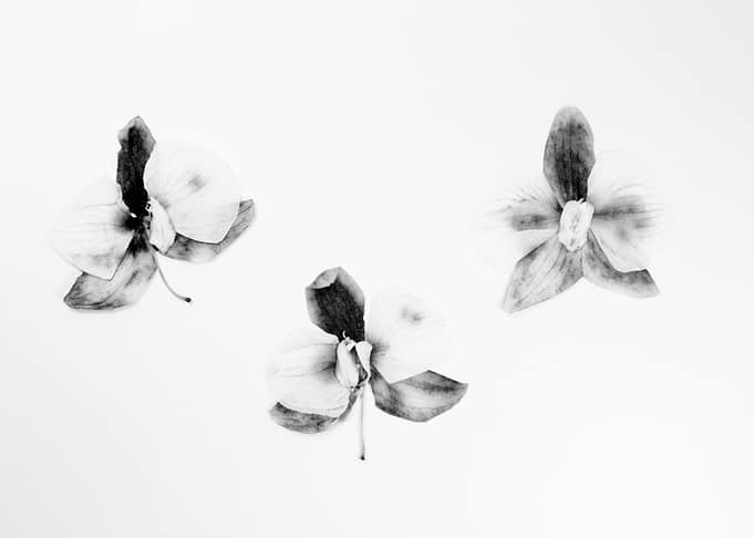 Three beauties I ©2014 Anita Kovacevic
