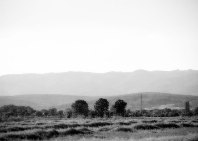 Trees of Love I ©2014 Anita Kovacevic