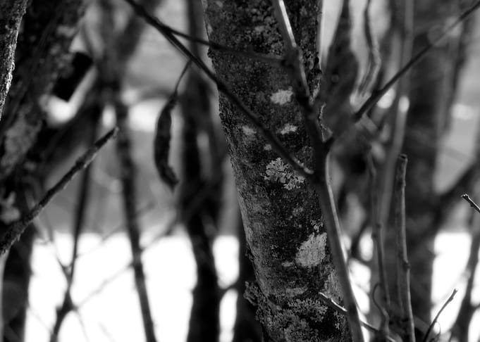 Through the Trees ©2011 Anita Kovacevic