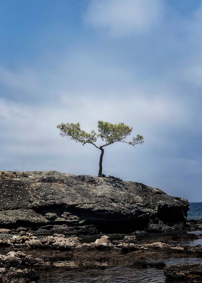 Pine Tree on the Cliffs