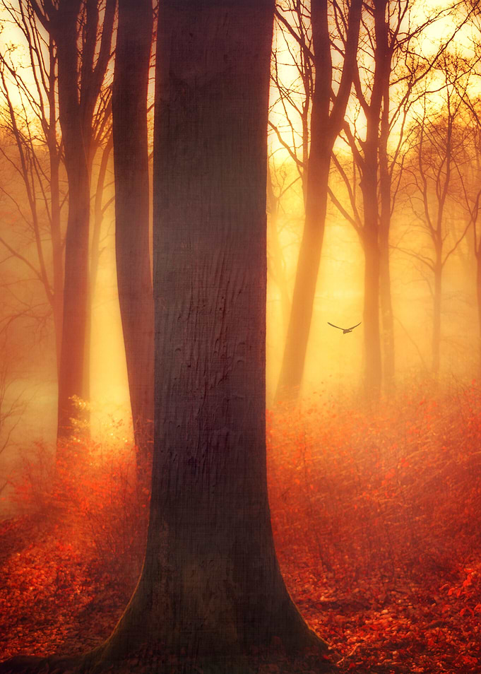p.y.r.o Sunrise in a beech tree forest on a misty morni ...