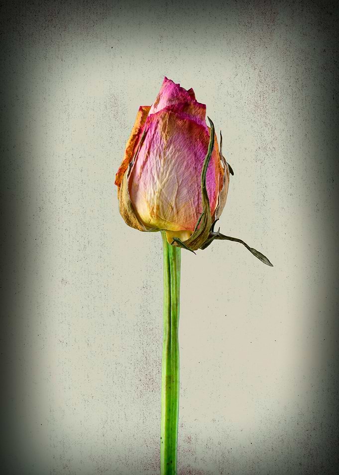 Old, wrinkly and still gorgeous.