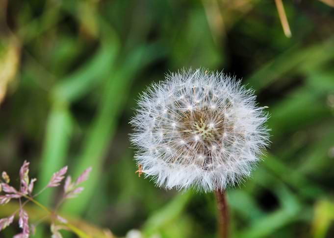 Unblown Beauty