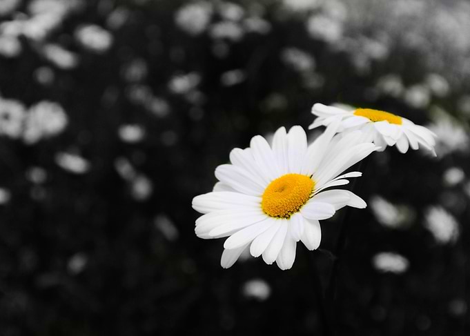 Colour in a Grey World