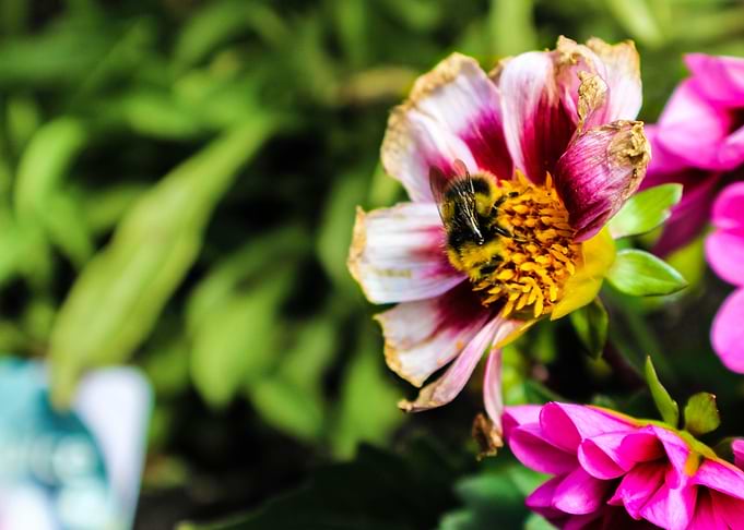 Bee Season