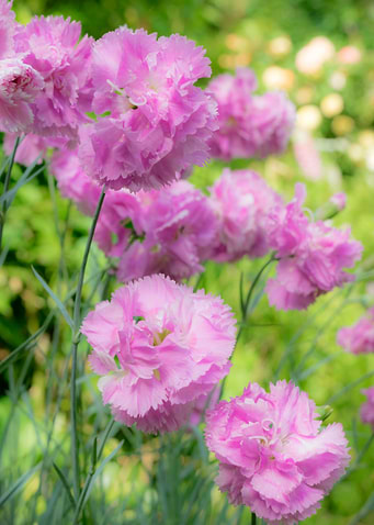 Can't Get Enough of Pinks! From my formal ‘enclosed’ ga ...