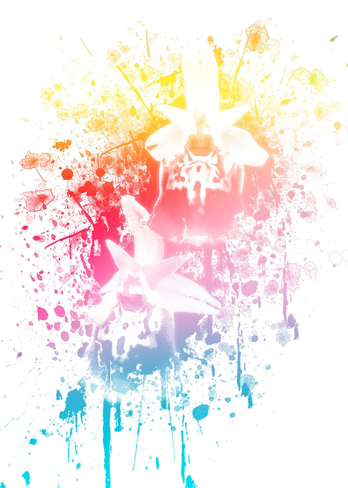 Wild Orchid Color