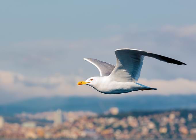 Seagull