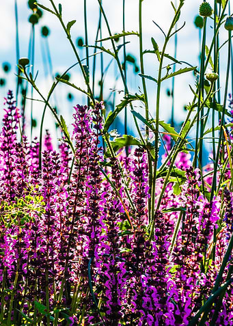 Lavender
