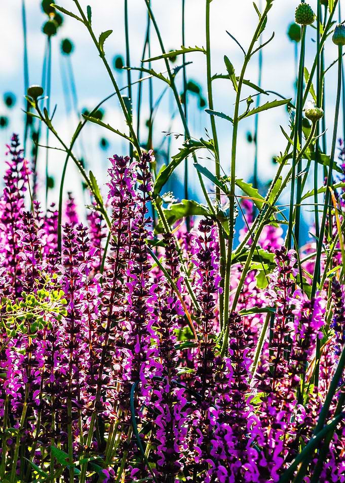 Lavender
