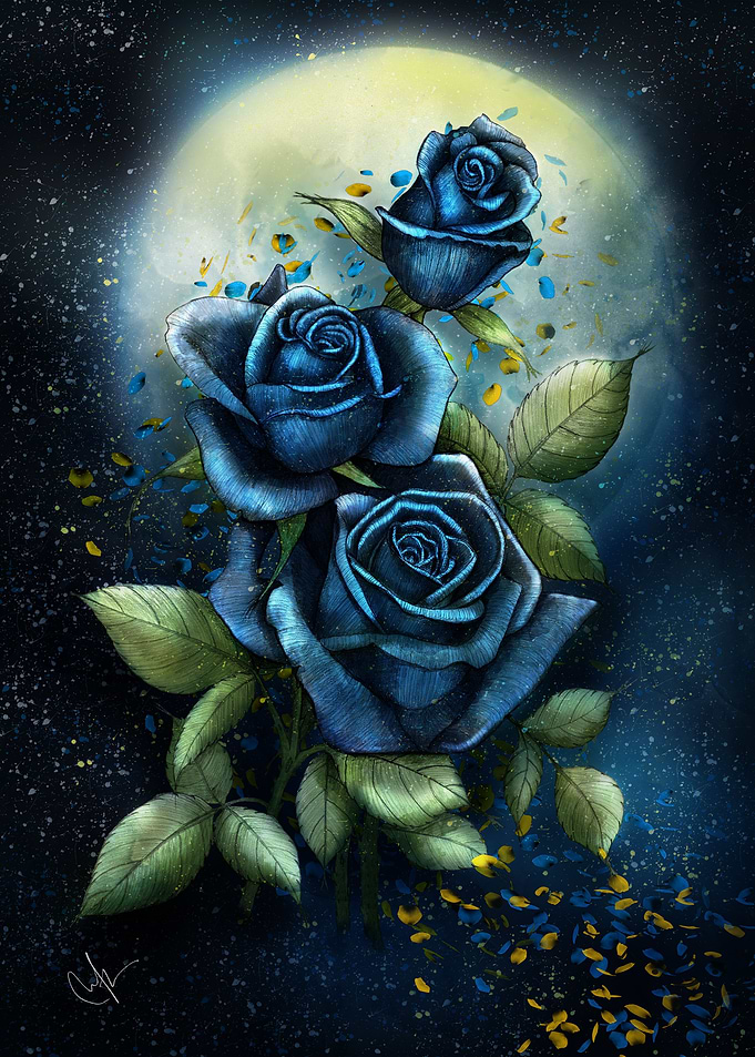 Night Roses