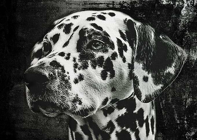 Dalmatian