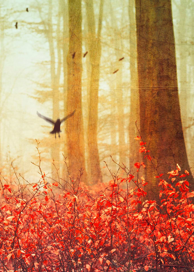 Serene forest scenery in fall with birds