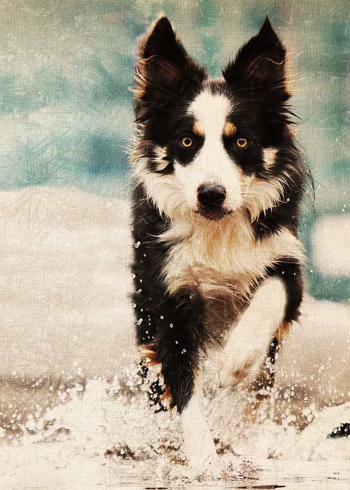 Snow's Border