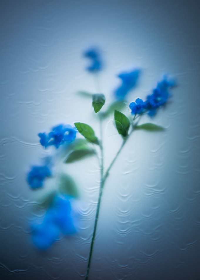 Wet Flower