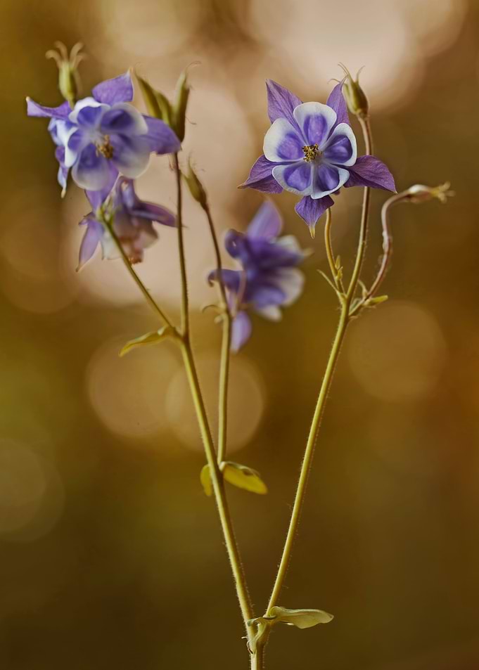 Violet columbine flowers