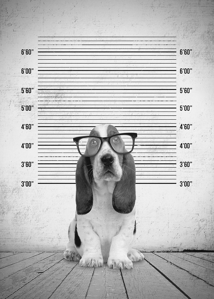 Guilty Puppy