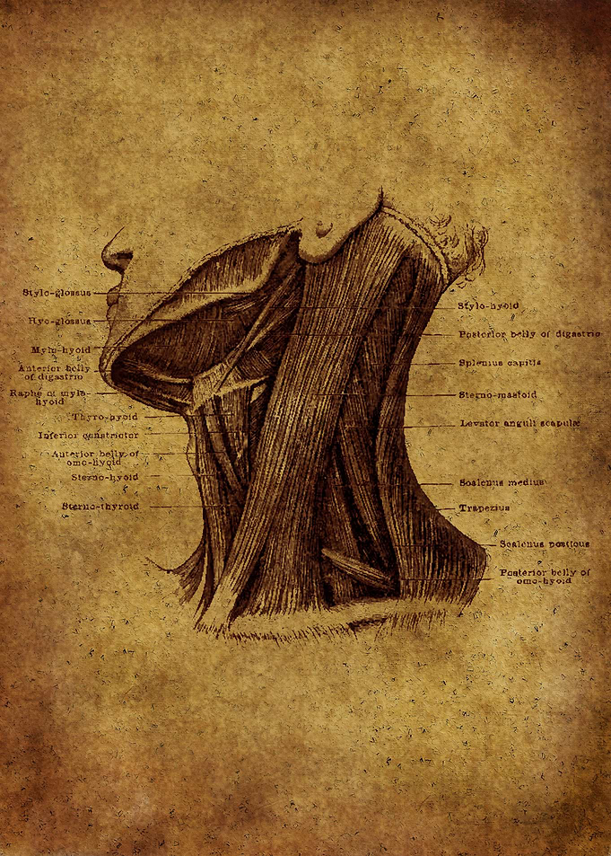 Anatomic9