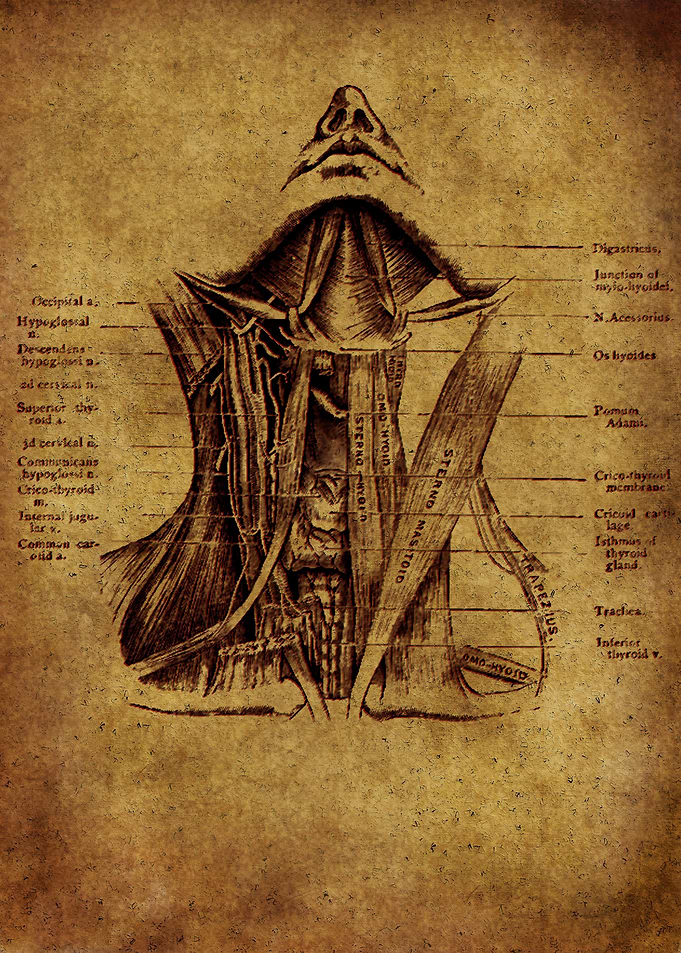 Anatomic8