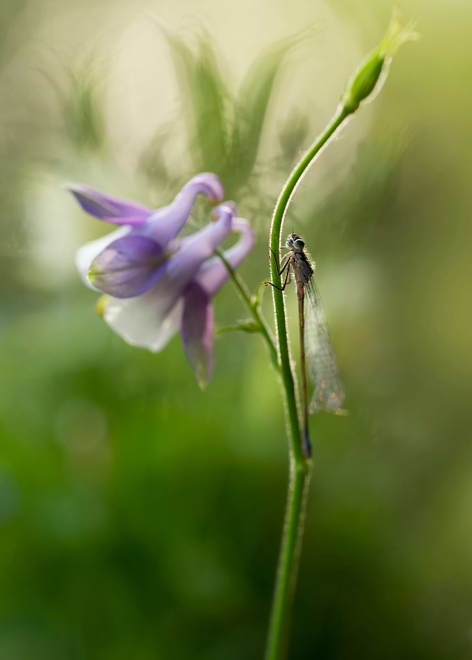 Impression with purple columbine flower and small drago ...