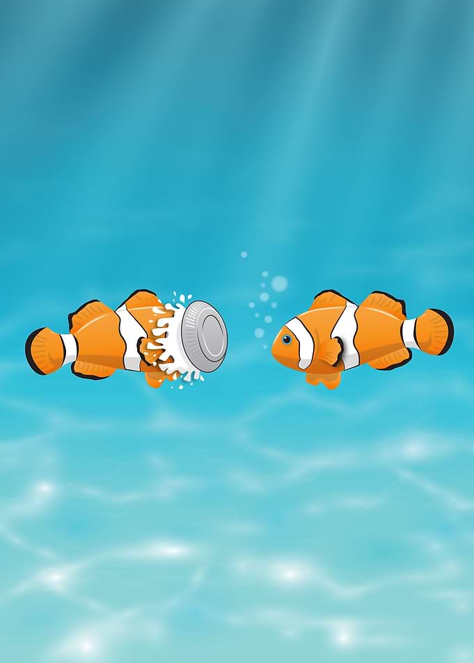 Clown fish