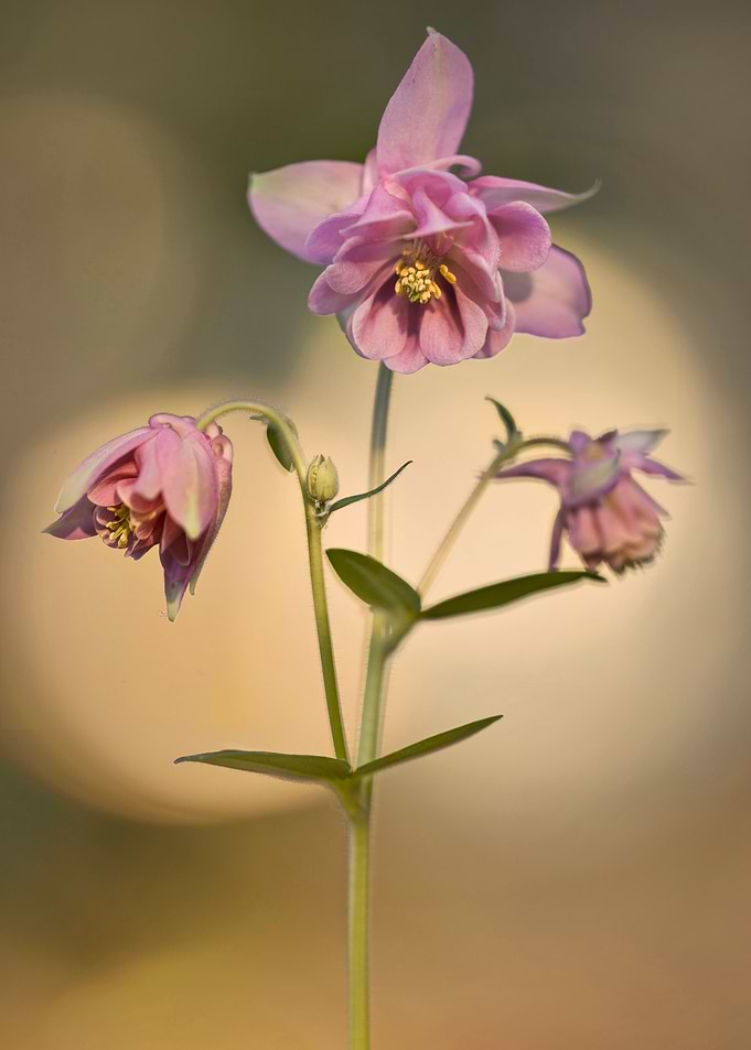 Pink columbine flower