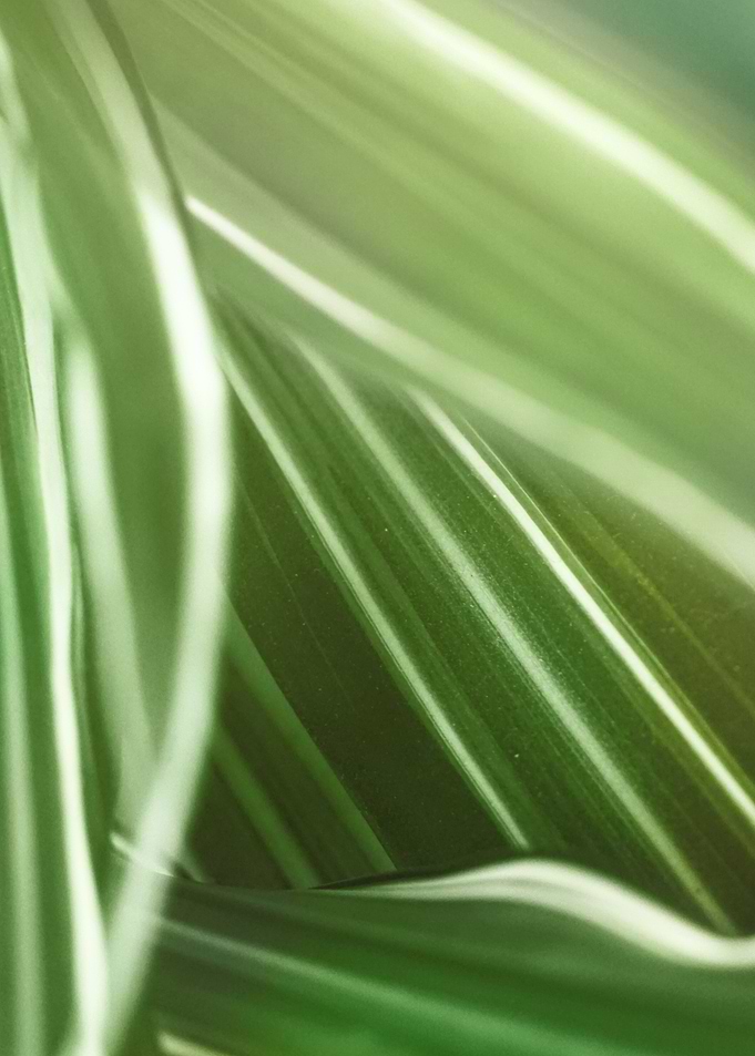 Green Light