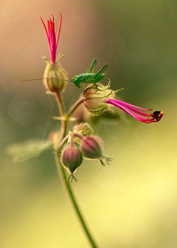 Green Grasshopper