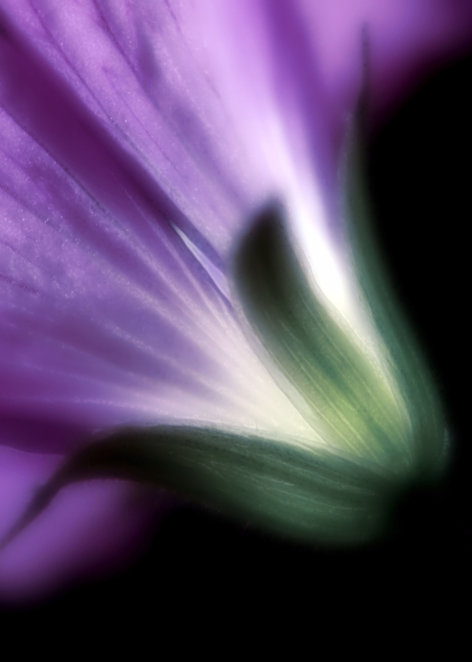 Colour My Love flower petals