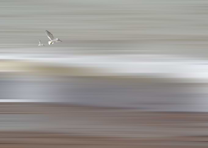 Soar